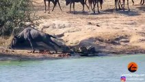 Hipopótamos salvan a animal de enorme cocodrilo