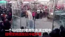 #VIRAL: Tigre de circo escapa de jaula, hiere y aterroriza a espectadores