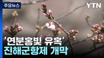 '연분홍빛 유혹' 진해군항제 개막...벚꽃 개화는 아직 / YTN