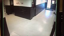 A rogue deer races through a school's hallways