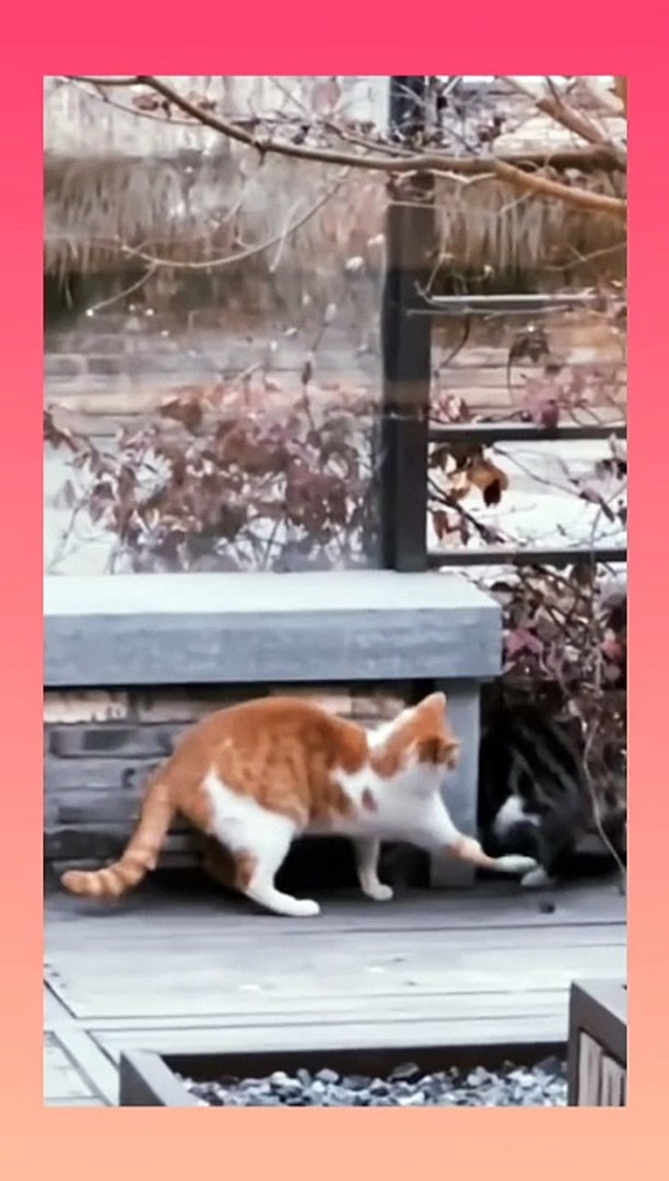 Cats doing cat thing..