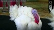 Trump just 'pardoned' 2 turkeys named Drumstick and Wishbone