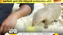 മണിയാ എന്ന് നീട്ടിവിളിച്ചാൽ ഇങ്ങെത്തും ഇവൻ; കീരിക്കുഞ്ഞിന് ഇത് സ്വന്തം വീട്