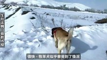 囂張狼群夜襲牧區攻擊牧羊犬，為領地公然挑戰人類，甚至截停牧民車輛示威