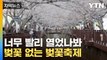 [자막뉴스] 너무 앞당겼나...진해 군항제, 벚꽃 없이 개문발차 / YTN