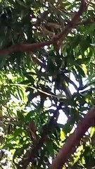 HINOG NA MANGGA SA PUNO !