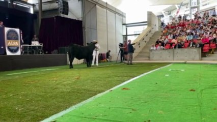 Victor Chang Charity Steer Auction