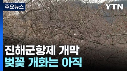 '연분홍빛 향연' 진해군항제 개막...벚꽃 개화는 아직 / YTN