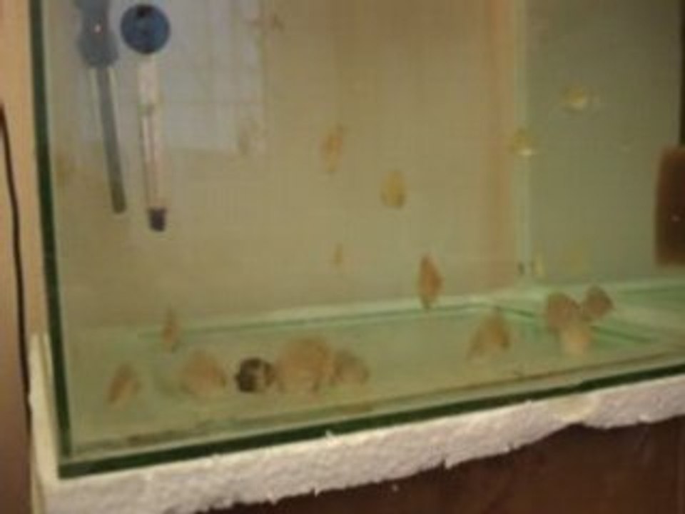 48.gün rose red yavrular