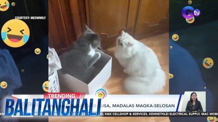 Dalawang alagang pusa, madalas magka-selosan | BT