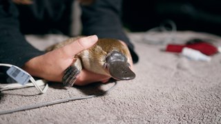 Juvenile platypus | March 22, 2024 | Illawarra Mercury