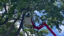 Tree Trimming Service in Rochester NY