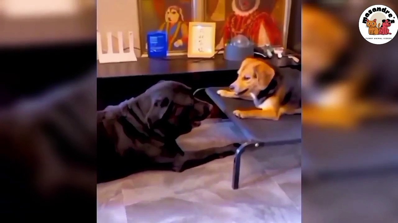 No 10 Funny Animals Compilations