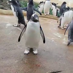 Pinguino crea polemica por estos pasos