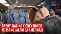 Baboy, naging kidney donor ng isang lalaki sa America?! | GMA Integrated Newsfeed