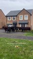 Cheeky cows interrupt mum's new home