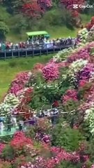 On Friday neats of Hazrat Muhammed swa