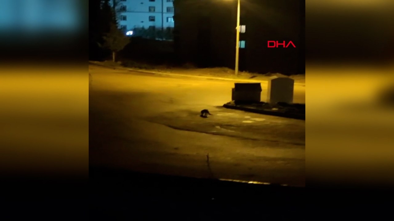 Amasya'da aç kalan tilki kente indi