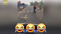 Thousands of ducks cross busy road in Vietnam