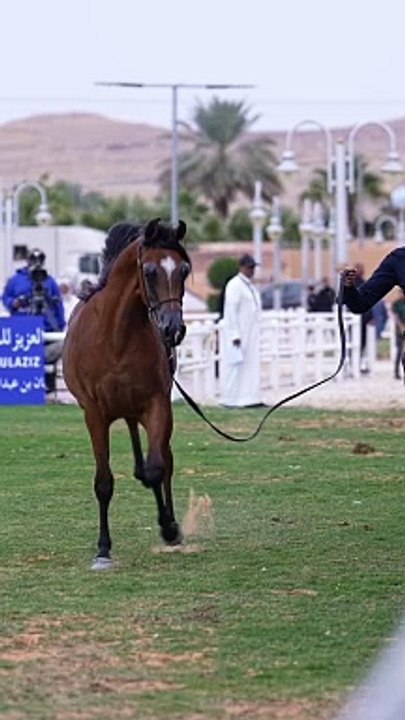 "Riders of the Wind: A Stunning Horseback Adventure"