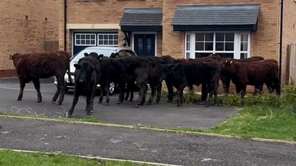 Mum rudely interrupted in new build home - by herd of COWS