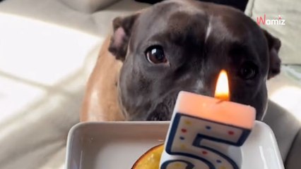 Ce chien fête son premier anniversaire dans un endroit spécial : 7,9M de personnes finissent en larmes (vidéo)