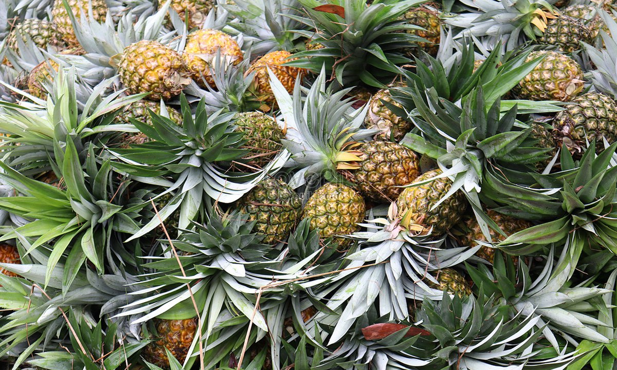 Nông dân "ép" dứa chín đón giá, có hộ kiếm xấp xỉ 1 tỷ đồng/vụ