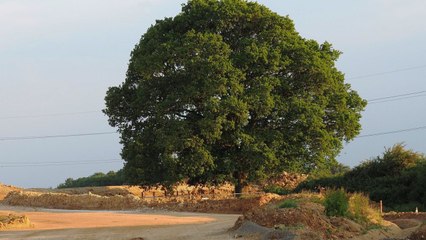 Teacher saves over 80 trees from HS2