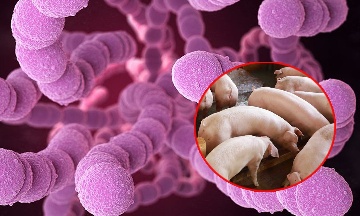 Điện Biên: Ghi nhận trường hợp tử vong do mắc bệnh liên cầu lợn