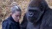 Conservationist sneaks food to female gorilla - so greedy husband doesn't steal it