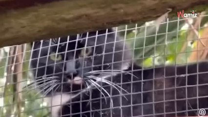 Pour sauver un chat du froid de l'hiver, il réalise un concept qui devient populaire dans tout le quartier (vidéo)