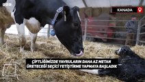 Kanada'daki çiftlik, ineklerin metan gazına karşı önlem alıyor