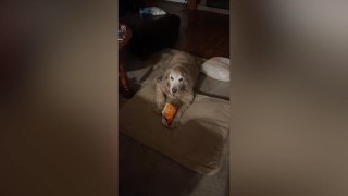 Dog Fiercely Protecting Hot Cheetos Goes Viral | Wild-ish TV