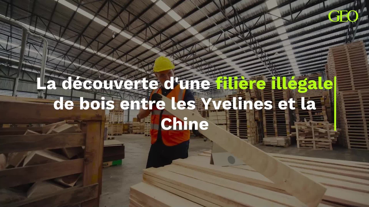 Des enquêteurs en herbe tracent une filière illégale de bois entre les Yvelines et la Chine