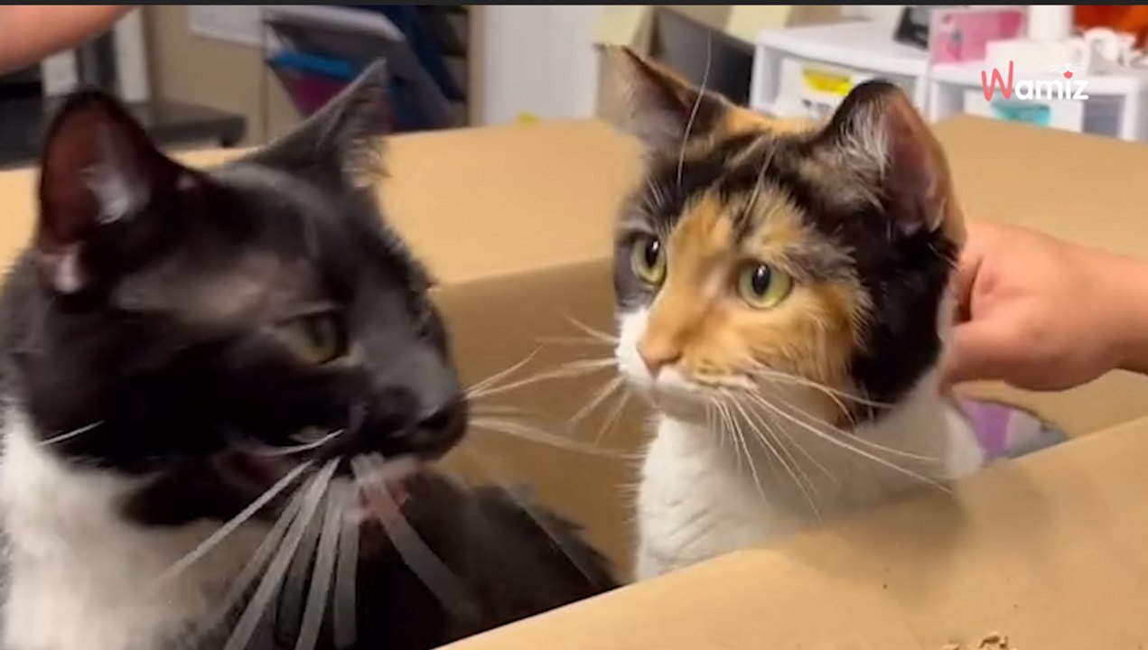 Ils entendent un bruit sourd dans le hall : plus personne n'ose bouger quand ils comprennent ce que c'est (vidéo)