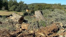 En az 500 yıllık ağaçların bedeli 34 bin lira