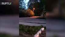 Oso salvaje corre por las calles de una ciudad rusa