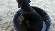 meet lovy...she like water