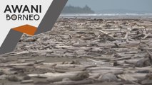 Timbunan sisa kayu di pantai, penduduk bimbang keselamatan