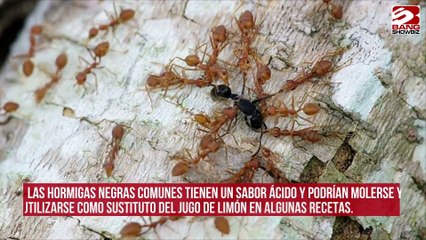 Las hormigas pueden añadir sabor a caramelo a las recetas