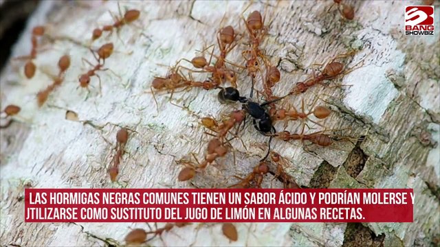 Las hormigas pueden añadir sabor a caramelo a las recetas