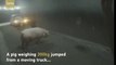 Truck driver fined after 300kg pig jumps out on highway