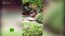 Un oso se da un baño en el jacuzzi de un vecino de California