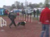 Utopie agility aire sur la lys royal canin 2006