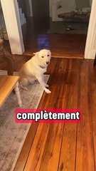 Quand ton chien aime plus faire la fête que toi !