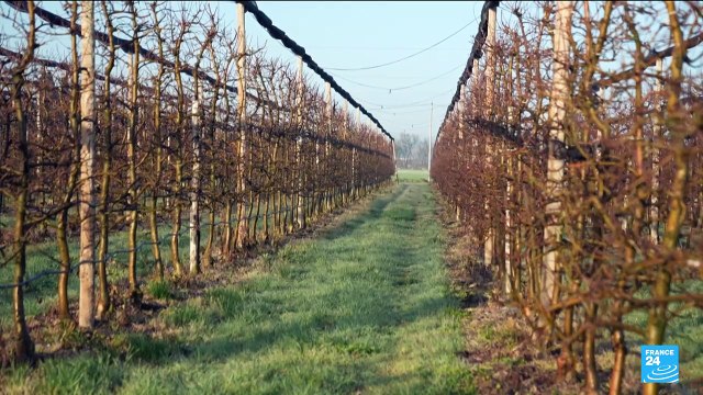 ‘Nothing will grow’: Farmers struggle in drought-hit Catalonia