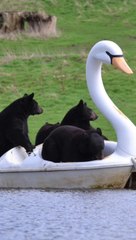 Bears go sailing in a swan boat at Woburn Safari Park