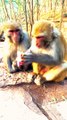 Funny Monkey Shorts,Viral Monkey Shorts, Monkey Video #Animalsvideo #Wildanimals