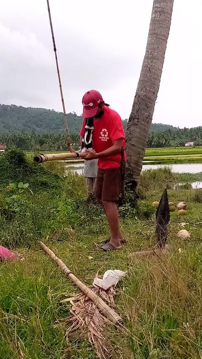 coconut