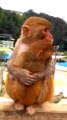 Monkey Viral Video,Viral Animal's Shorts, Monkey Shorts Video #Animalsvideo#Wildanimals#Monkeyvideo